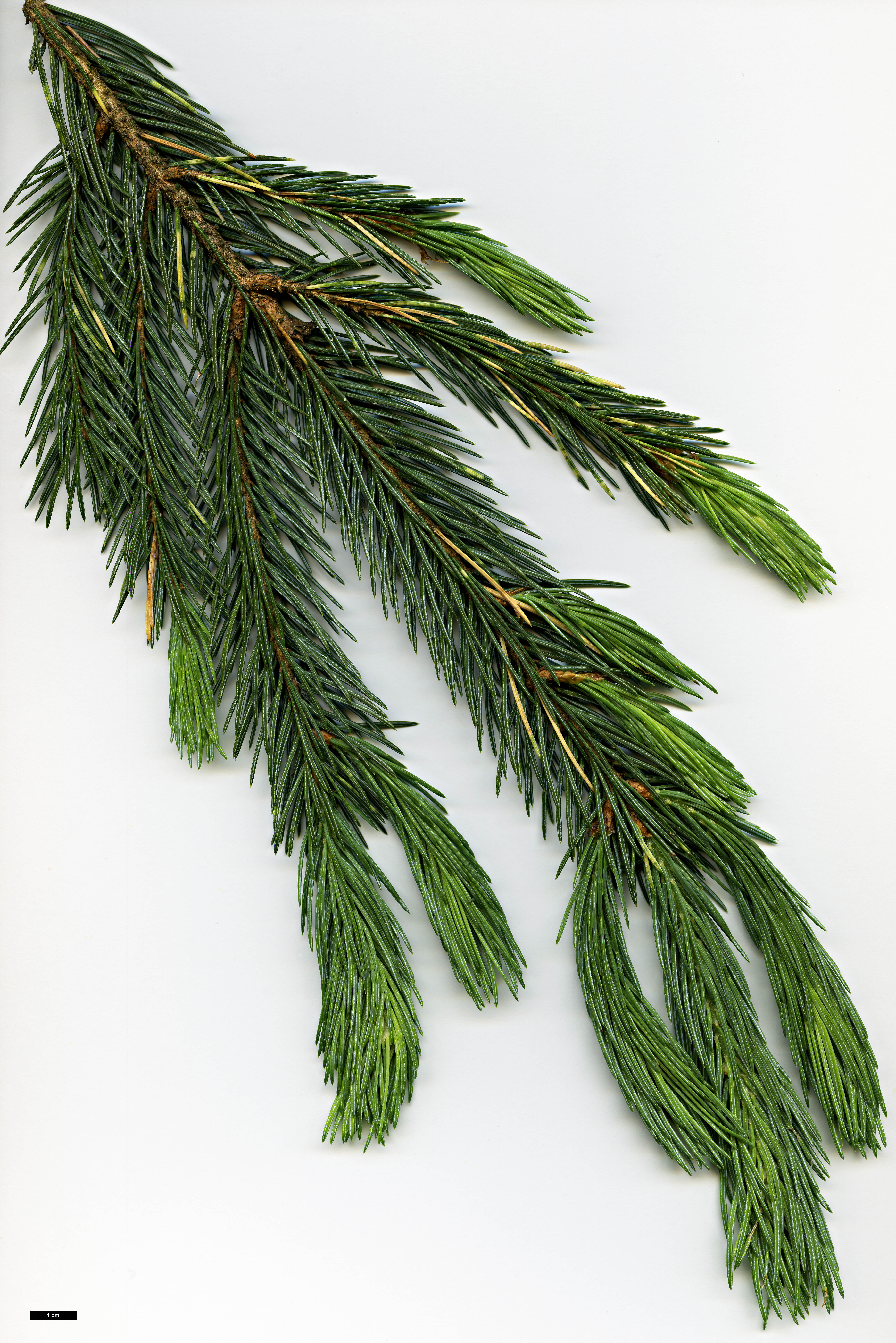 High resolution image: Family: Pinaceae - Genus: Picea - Taxon: engelmannii - SpeciesSub: subsp. mexicana 